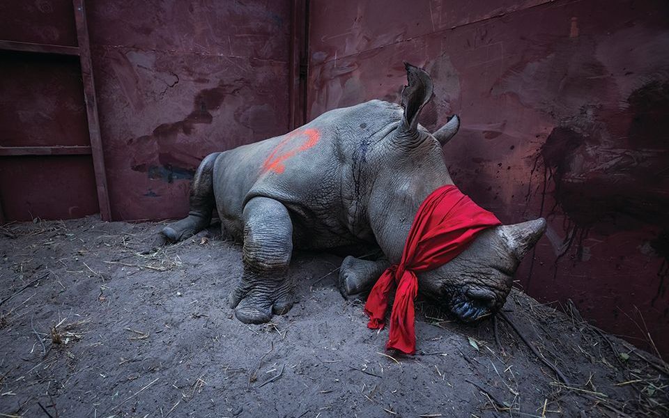 L'immagine di Neil Aldridge di un giovane rinoceronte bianco bendato, che è stato sedato per il trasporto per preservarlo dai bracconieri, è presente nel libro. Il prezzo del corno di rinoceronte sul mercato nero è più prezioso in peso dell'oro, dei diamanti o della cocaina, secondo uno studio