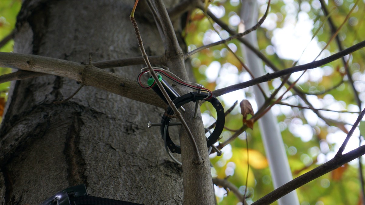 Symbiosia @ Fondazione Cartier, Parigi. Fotografia di Thibaut Voisin