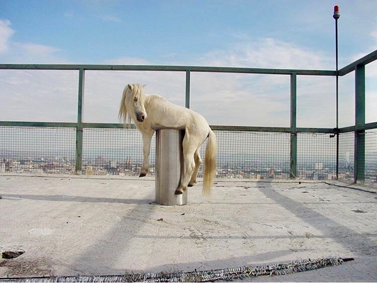 Anri Sala, Mexico 2002