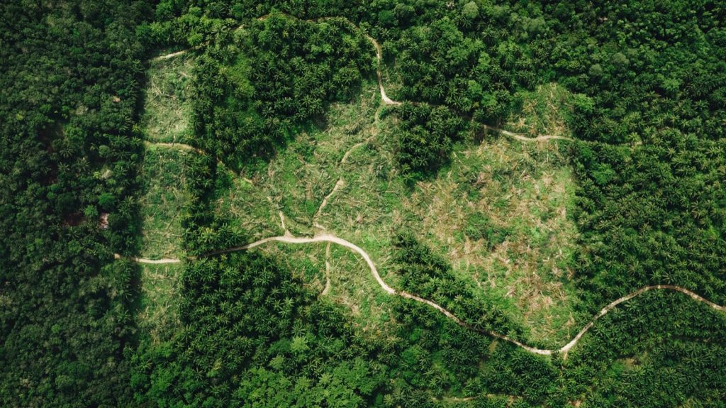 "REWILD" by Escif @ Sumatra, Indonesia