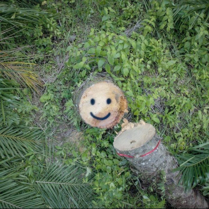 "REWILD" by Escif @ Sumatra, Indonesia