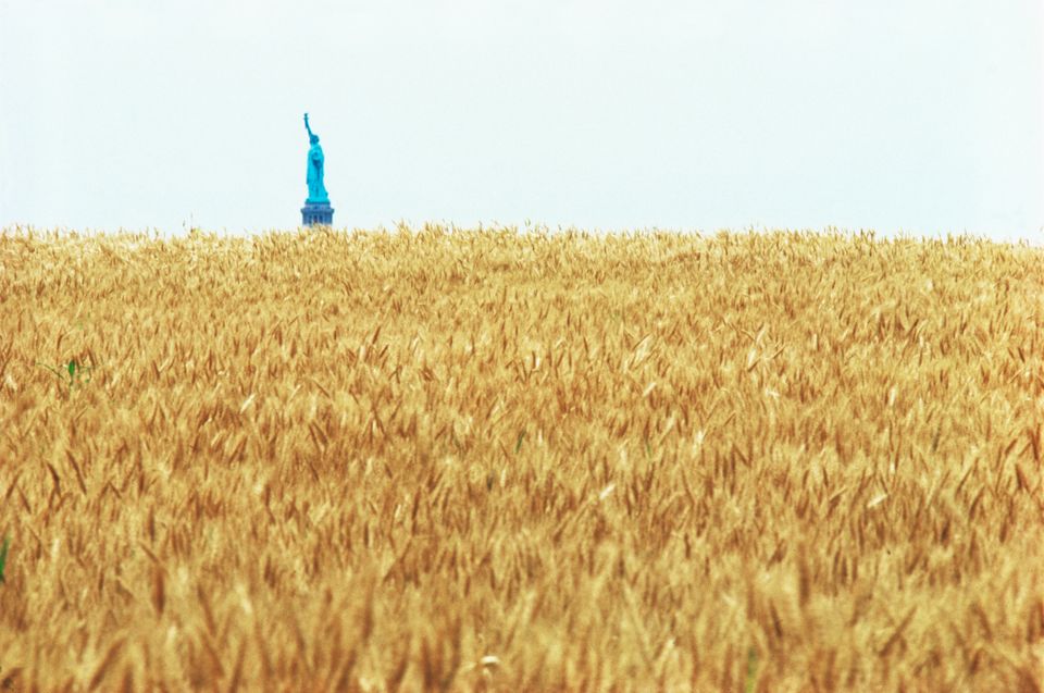 Agnes Denes's Wheatfield—A Confrontation involved the artist planting and harvesting two acres of wheat on the Battery Park landfill in Manhattan during the summer of 1982Commissioned by Public Art Fund. Courtesy the artist and Leslie Tonkonow Artworks + Projects