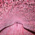 Cherry Blossoms (LED Tunnel) @ Nabana No Sato, Japan