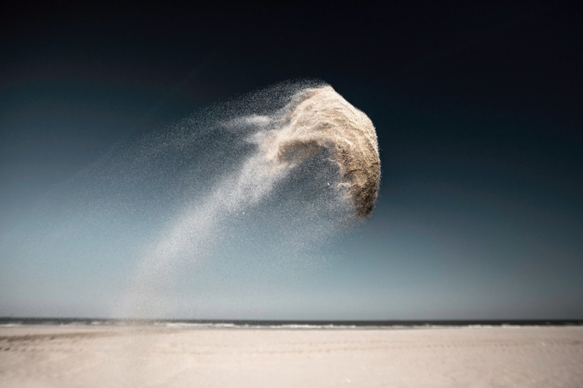 Sand Creatures II (Delfino) by Claire Droppert