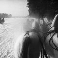 Inge Morath – USSR. Piatnika. Five horse sleigh on a stud farm 40 miles west of Moscow. 1965