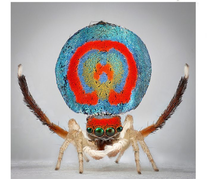 Maria Fernanda Cardoso, Spiders of Paradise: Maratus speciosus from the Actual Size Series, 2018 deep focus microscopy pigment prints on premium photo paper, three elements, 152 cm x 152 cm x 4 cm, courtesy l’artista e PAC