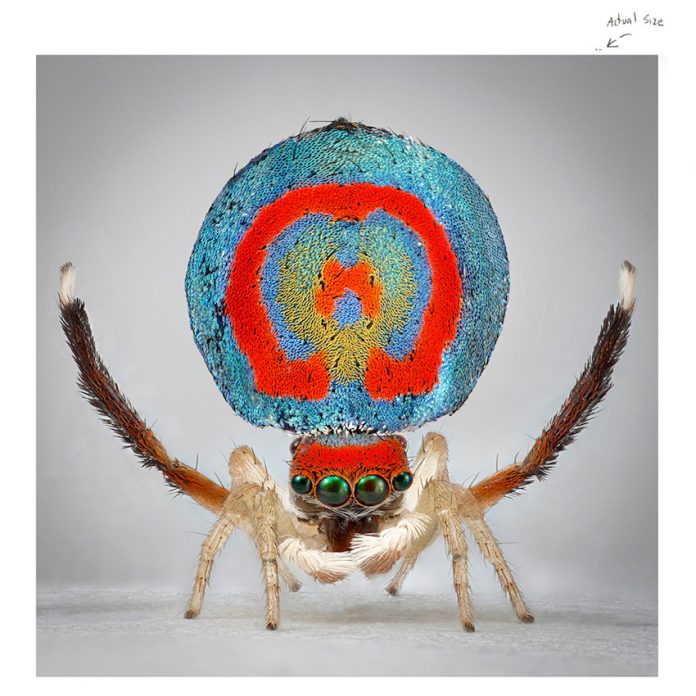Maria Fernanda Cardoso, Spiders of Paradise: Maratus speciosus from the Actual Size Series, 2018 deep focus microscopy pigment prints on premium photo paper, three elements, 152 cm x 152 cm x 4 cm, courtesy l’artista e PAC
