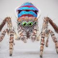 Maria Fernanda Cardoso, Spiders of Paradise: Maratus speciosus from the Actual Size Series, 2018 deep focus microscopy pigment prints on premium photo paper, three elements, 152 cm x 152 cm x 4 cm, courtesy l’artista e PAC