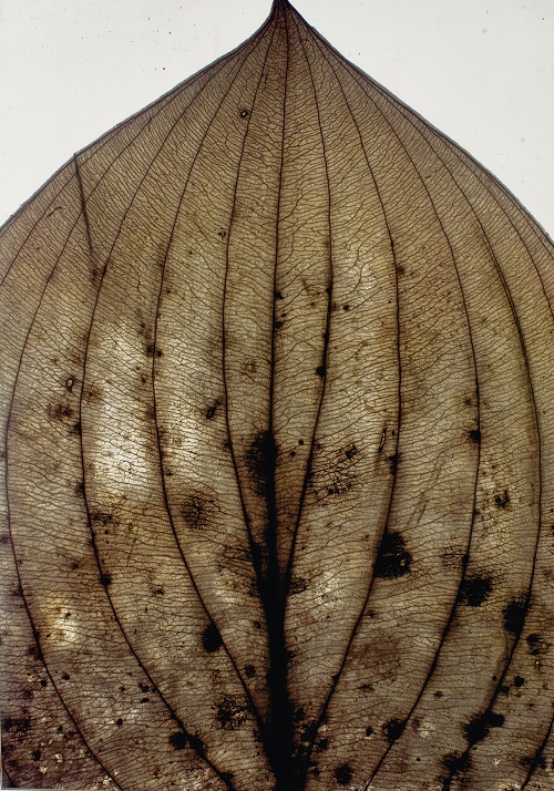 Nino Migliori, Herbarium, 1974, C-print vintage-unicum su supporto legno, 140×100 cm © Fondazione Nino Migliori