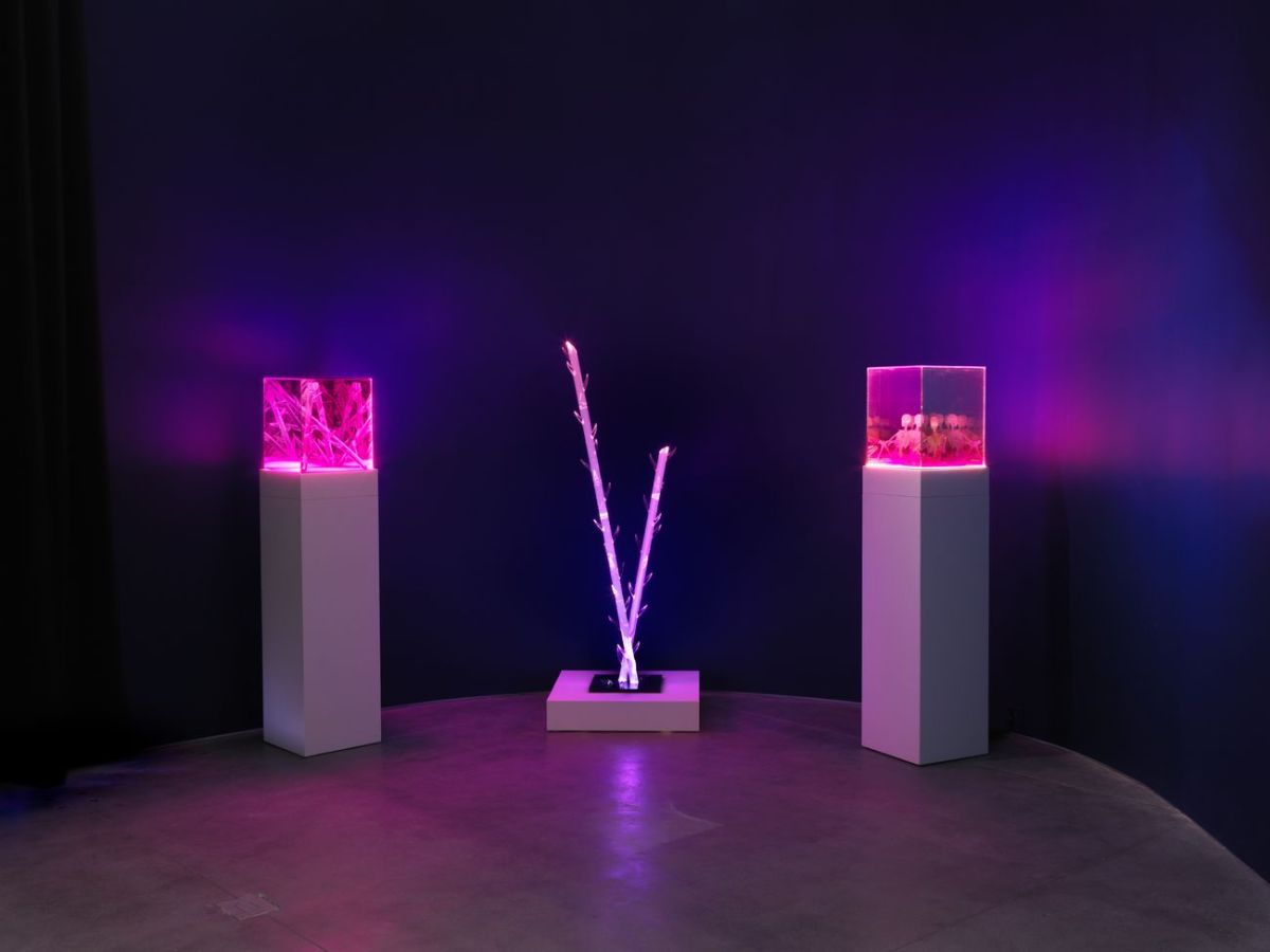 Agnes Denes, Installation view of Agnes Denes: Absolutes and Intermediates, October 9, 2019 – March 22, 2020. Photo: Dan Bradica.