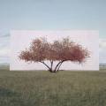 Myoung Ho Lee, Tree… #2, 2011 © Myoung Ho Lee