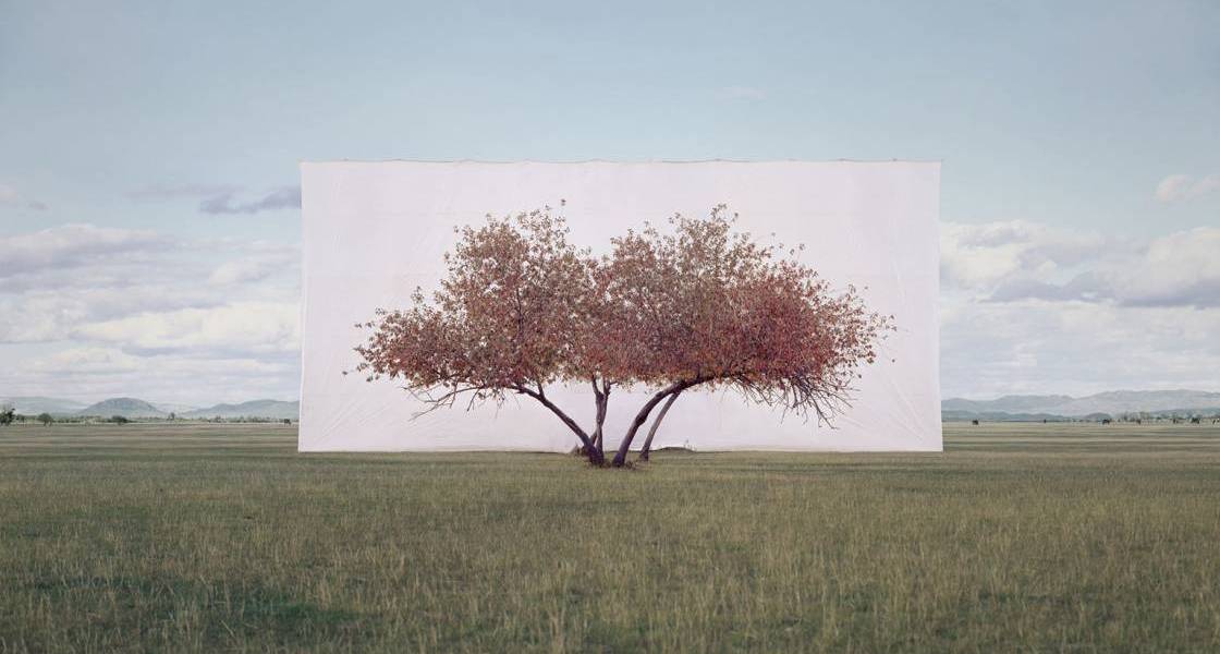 Myoung Ho Lee, Tree... #2, 2011 © Myoung Ho Lee