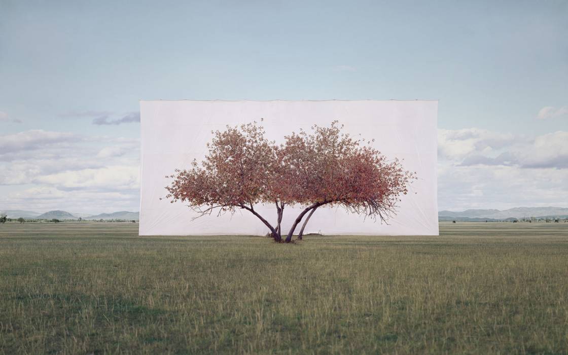 Myoung Ho Lee, Tree... #2, 2011 © Myoung Ho Lee