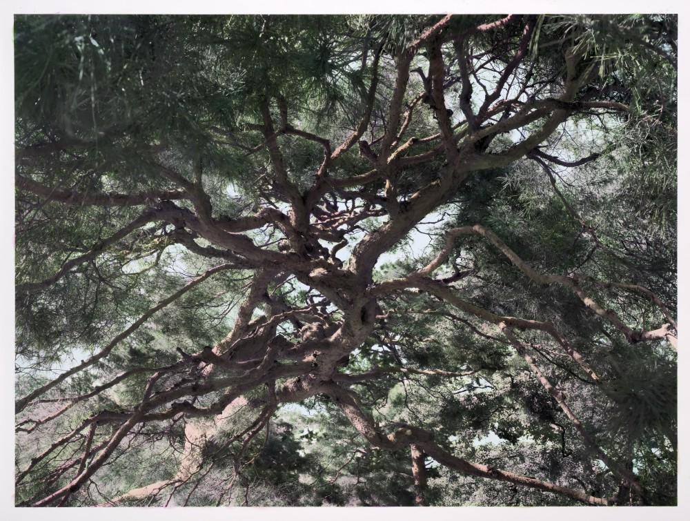 Shi Guowei, Pine, 2016