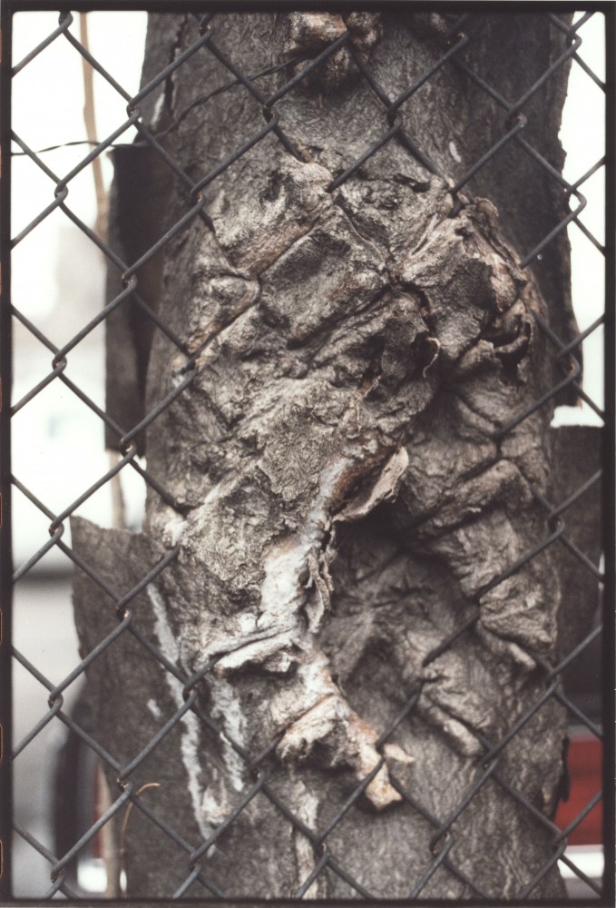 Zoe Leonard, Untitled, 2000