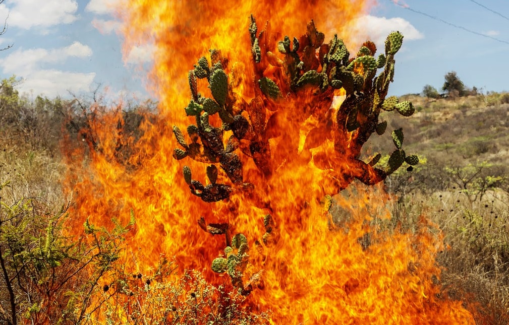 Burning Bush, Oaxaca de Juárez, 2018 © Pieter Hugo