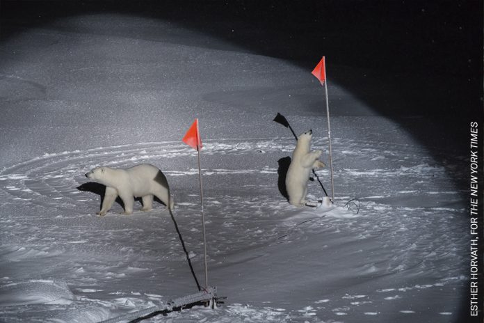 Environment – Singles - Polar Bear and her Cub Esther Horvath, Hungary, for The New York Times