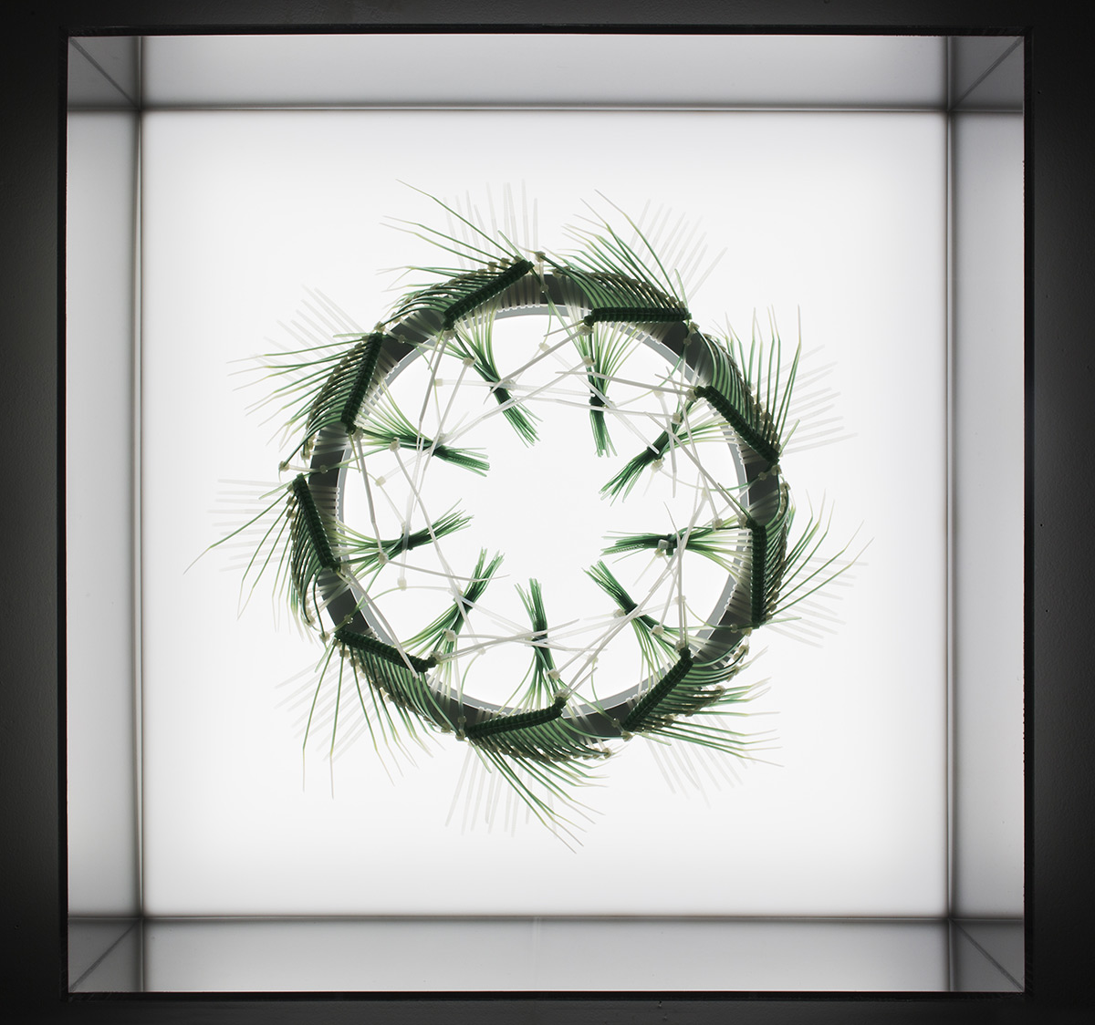 Elisabeth Picard. “Chlorophyta” (2015), dyed zip-ties with plexi lightbox,  18.43 x 18.43 x 9.37 inches . Photo by Michel Dubreuil