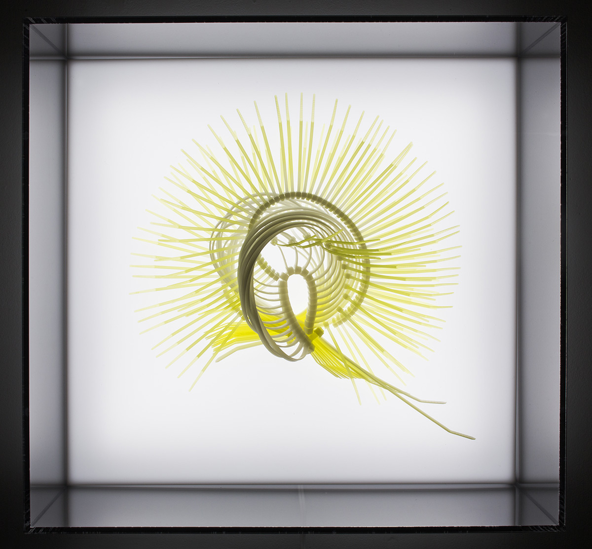 Elisabeth Picard. “Strongylocentrotus” (2013),
dyed zip-ties, with plexi lightbox,
15 x 15.75 x 8 inches.
Photo by Michel Dubreuil