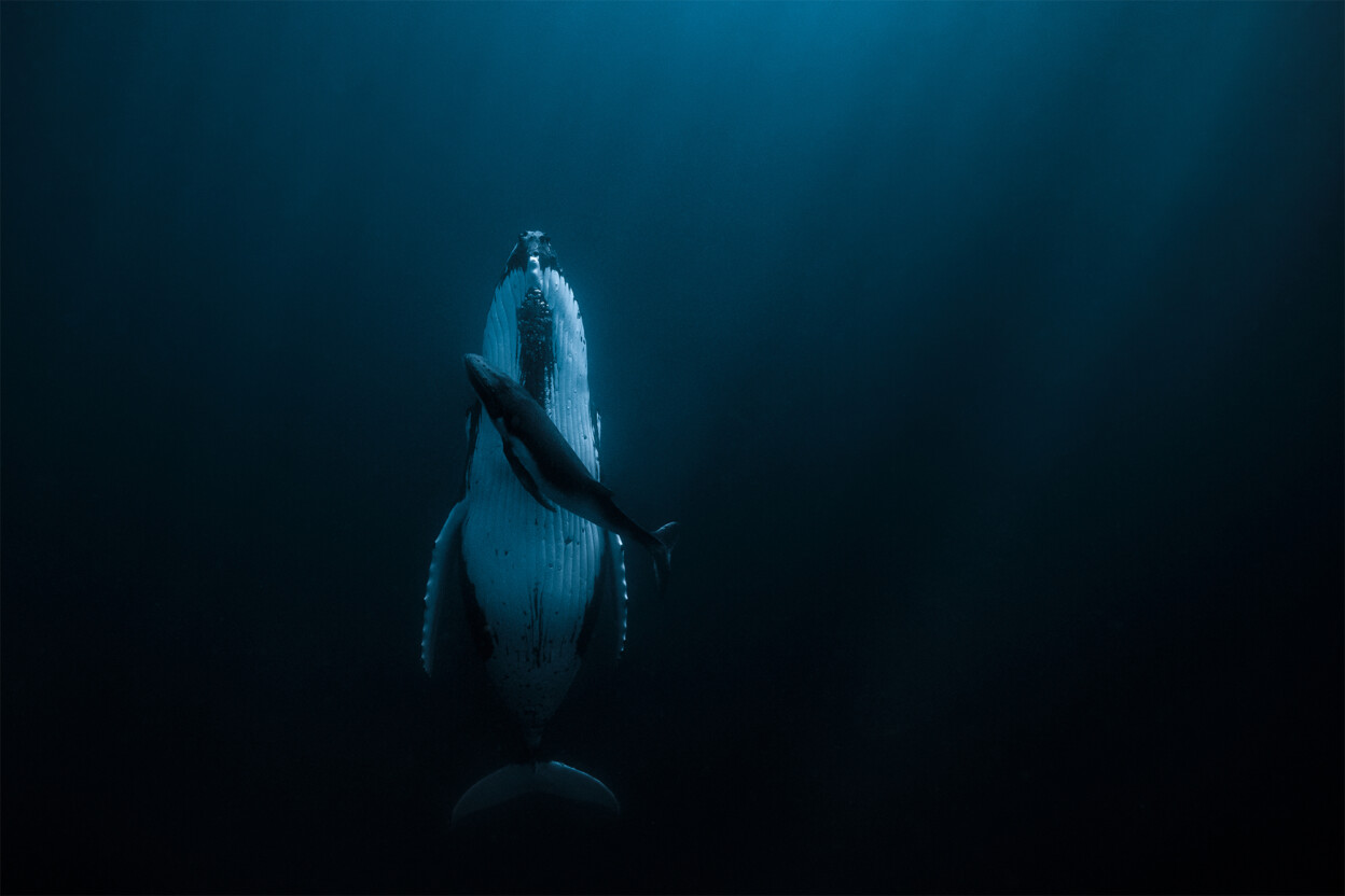 Essence of Life by Jasmine Carey, Australia