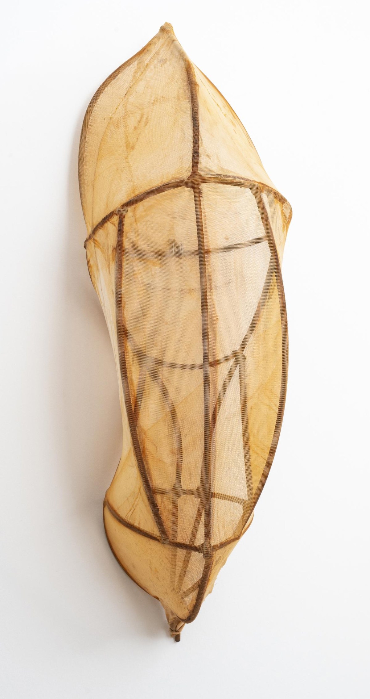 Encyclia Imagosis by Rosemary Holliday Hall