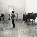 Jannis Kounellis, Cavalli – installazione ambientale La Biennale di Venezia 1976 : Ambiente, partecipazione, strutture culturali Fotografia: Cameraphoto