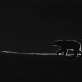 King of the North by Talal Al Rabah, Kuwait