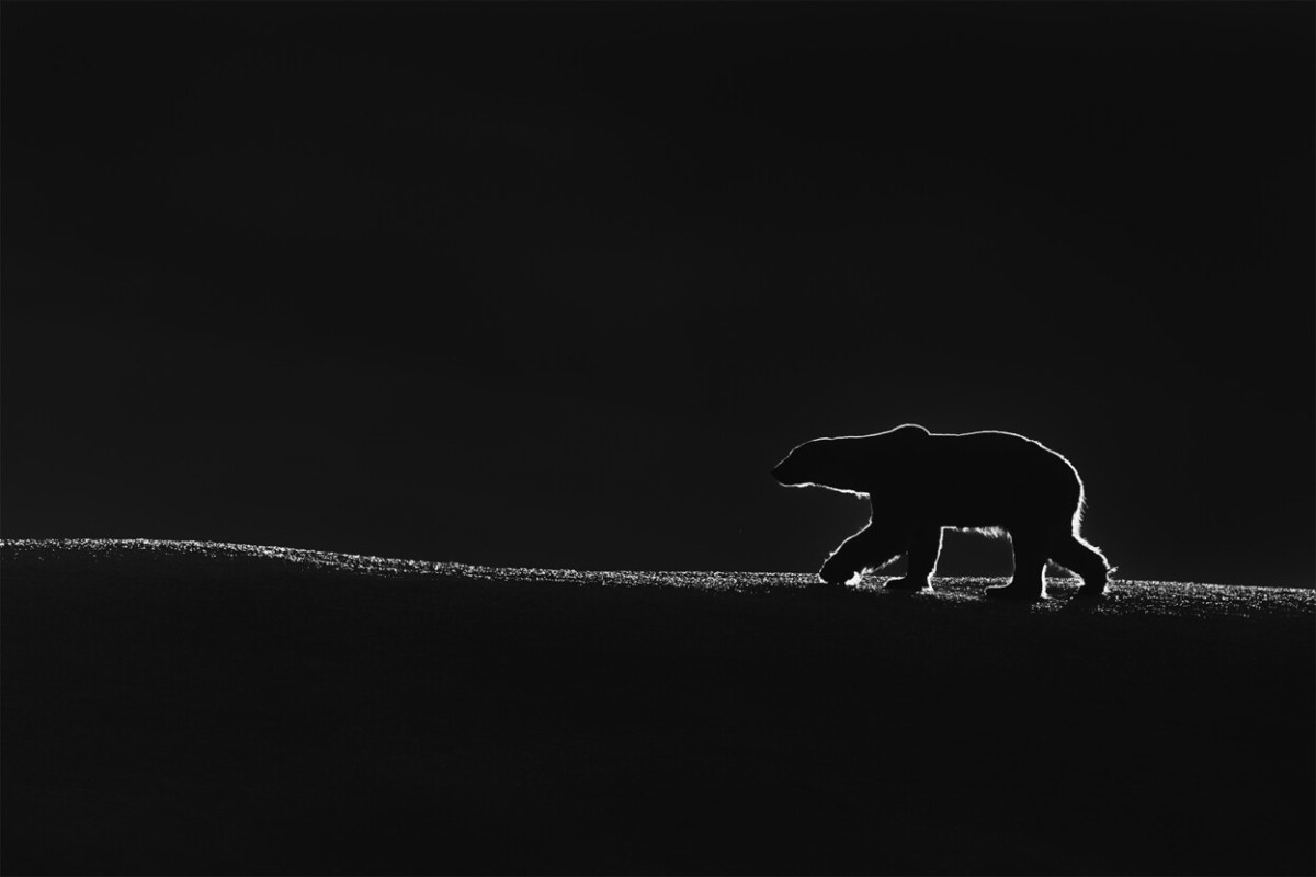 King of the North by Talal Al Rabah, Kuwait