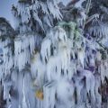 Frozen Flowers by Azuma Makoto