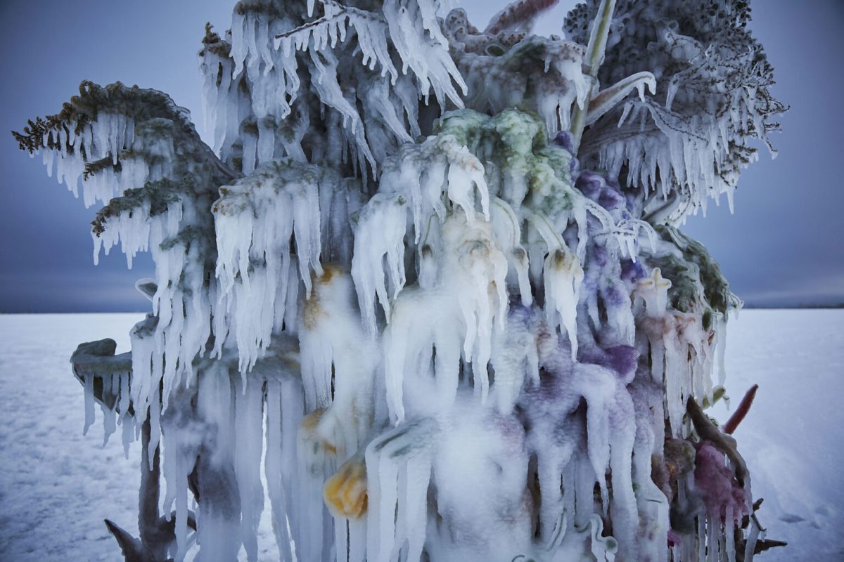Frozen Flowers by Azuma Makoto