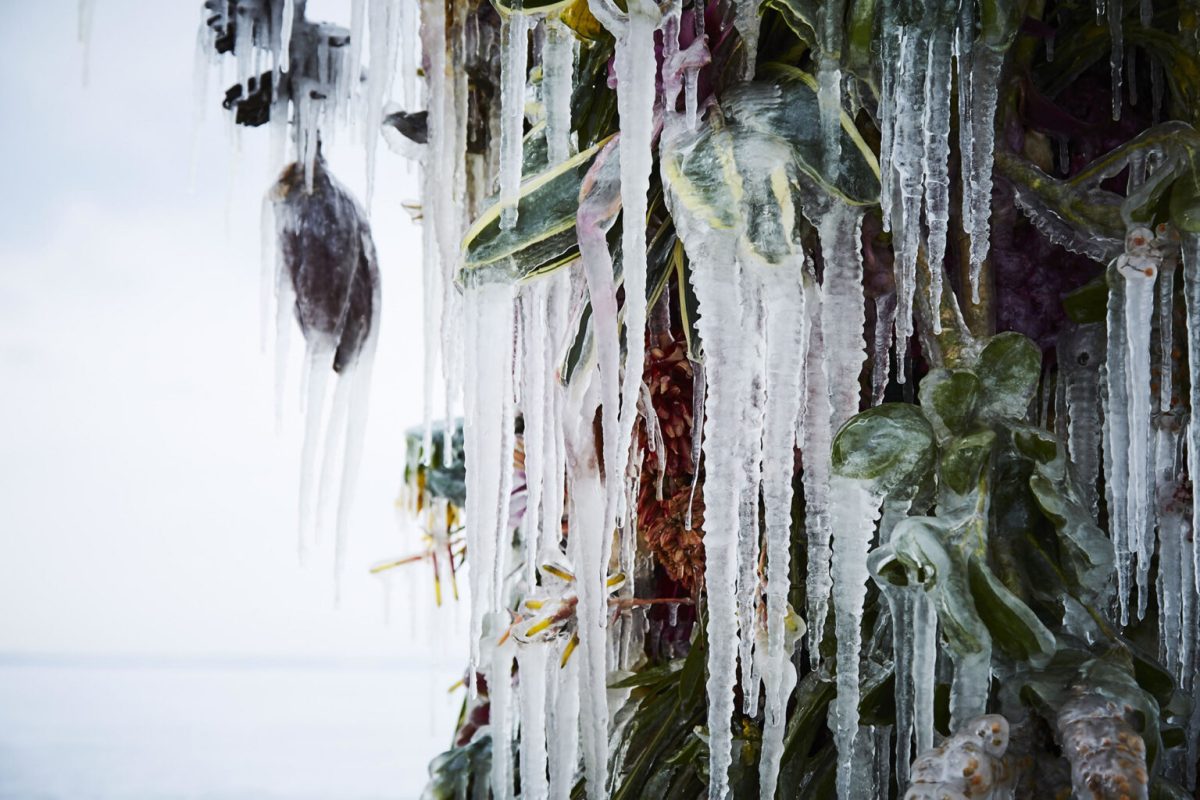 Frozen Flowers by Azuma Makoto