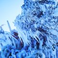 Frozen Flowers by Azuma Makoto