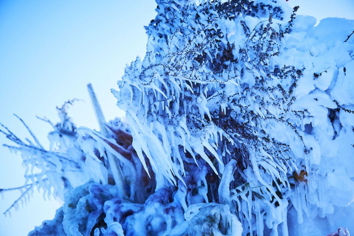 Frozen Flowers by Azuma Makoto