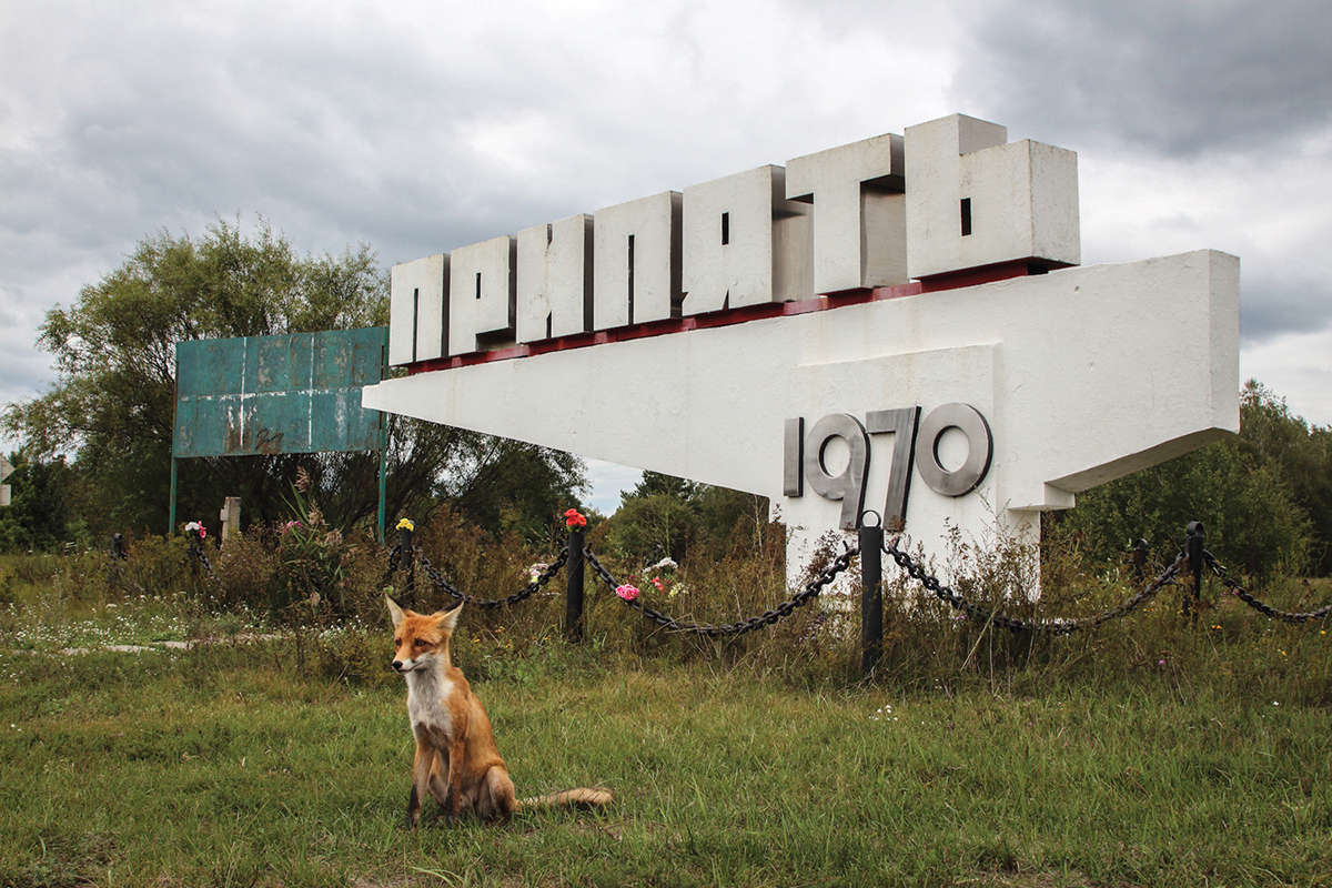 A tame fox poses in front of the sign pointing the way to Pripyat from the Chernobyl Nuclear Power Plant. Chernobyl Exclusion Zone by Darmon Richter