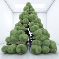 “Pyramid Cactus” by Cyril Lancelin