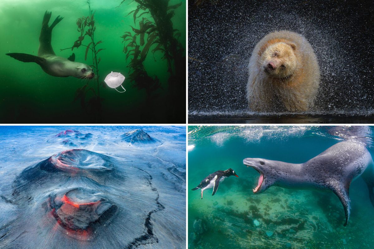 In alto a sinistra: “Sign of the Tides” di Ralph Pace. In alto a destra: “Boss” di Michelle Valberg. In basso a sinistra: “Another Planet” di Fran Rubia. In basso a destra: “Facing Reality” di Amos Nachoum