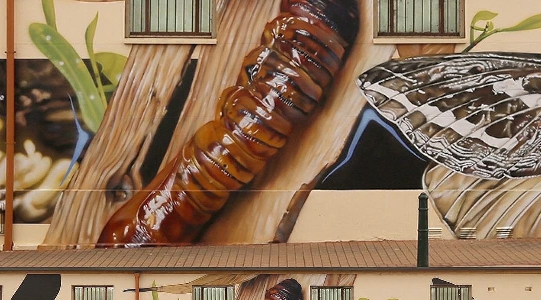 DVate @ Waikerie, Australia