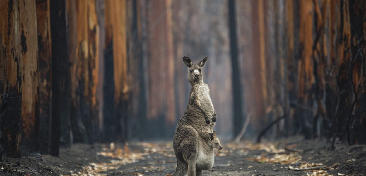 “Hope Amidst the Ashes” by Jo-Anne McArthur