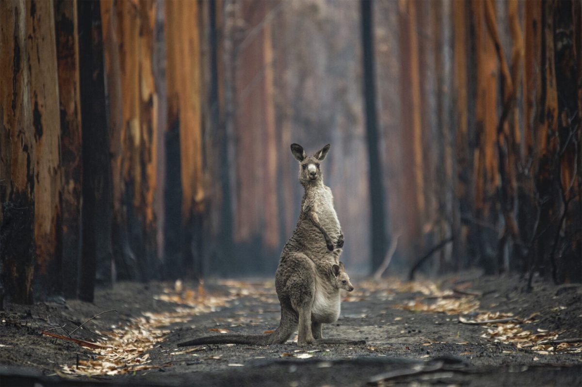 “Hope Amidst the Ashes” by Jo-Anne McArthur