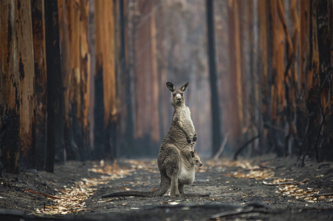 “Hope Amidst the Ashes” by Jo-Anne McArthur