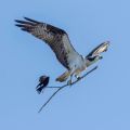 An opportunistic red-winged blackbird catches a ride on an osprey’s stick’, Michigan, USA.  Photo by Jocelyn Anderson