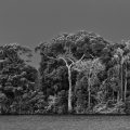 Un igapó, un tipo di foresta frequentemente inondata dall’acqua del fiume, con palme e altri alberi emergenti. Al centro della foto, un albero il cui tronco è ricoperto d’acqua: un’aldina (Aldina latifolia). A destra, una palma jauari (Astrocaryum jauari). Arcipelago di Anavilhanas, Parco Nazionale di Anavilhanas, Rio Negro inferiore. Stato dell’Amazzonia, 2019. Fotografia di Sebastião Salgado