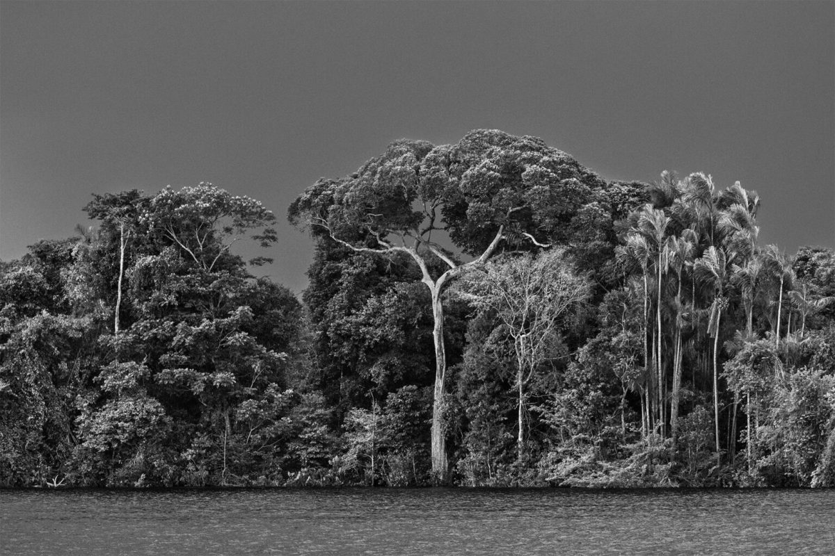 Un igapó, un tipo di foresta frequentemente inondata dall'acqua del fiume, con palme e altri alberi emergenti. Al centro della foto, un albero il cui tronco è ricoperto d'acqua: un'aldina (Aldina latifolia). A destra, una palma jauari (Astrocaryum jauari). Arcipelago di Anavilhanas, Parco Nazionale di Anavilhanas, Rio Negro inferiore. Stato dell'Amazzonia, 2019. Fotografia di Sebastião Salgado