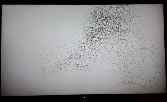 "Flocking Tejas" di Barbara Barreda e Felipe Sepulveda