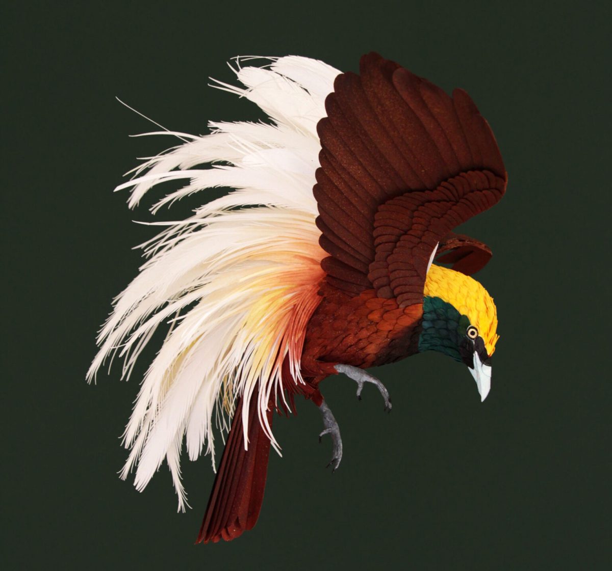 Diana Beltrán Herrera