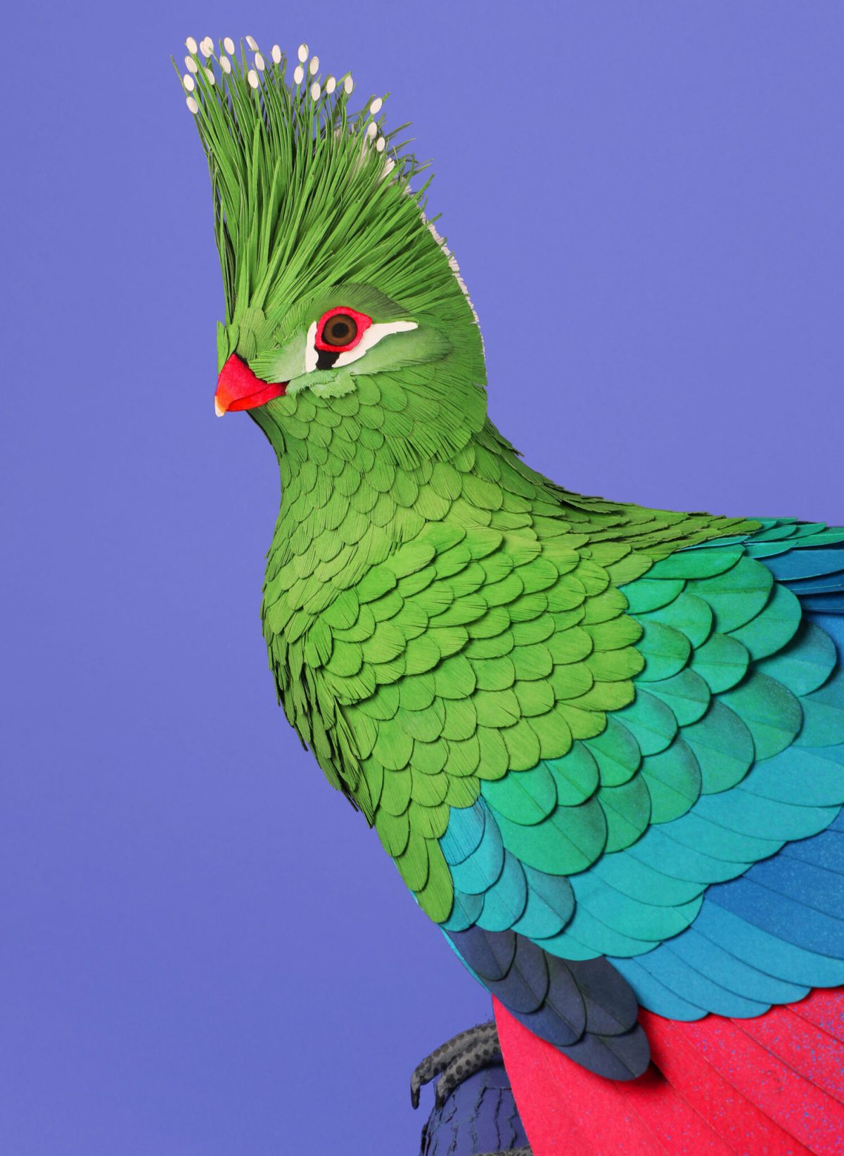 Diana Beltrán Herrera