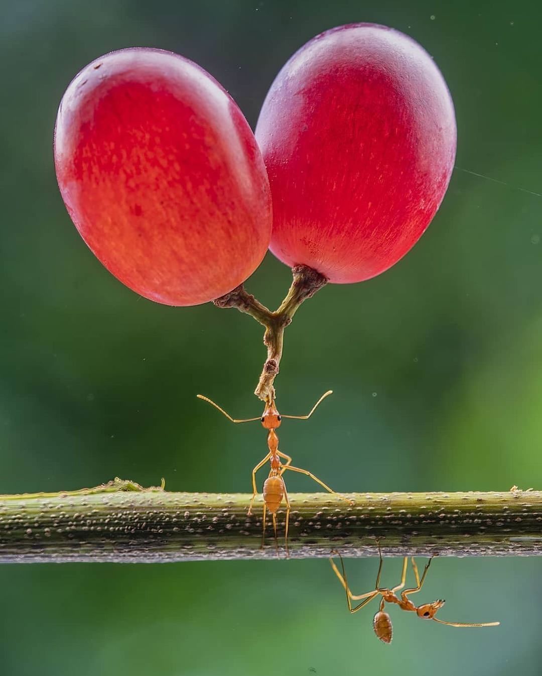 Dzulfikri (Instagram: @dzulfikri72)