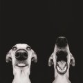 Elke Vogelsang