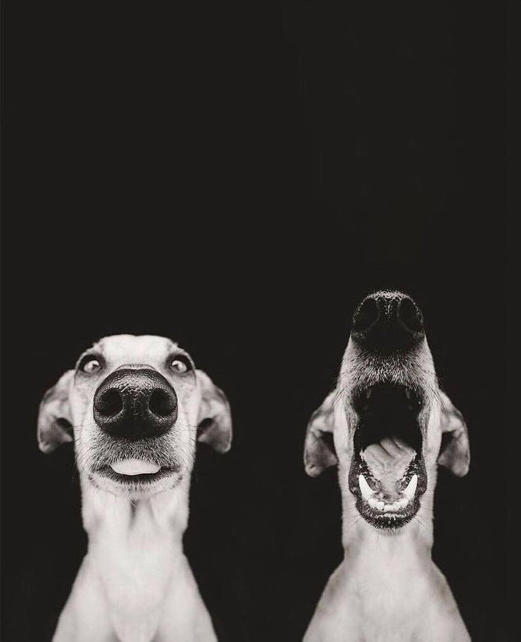 Elke Vogelsang