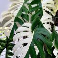 Monstera Albo Borsigiana shared by Bonne_plants